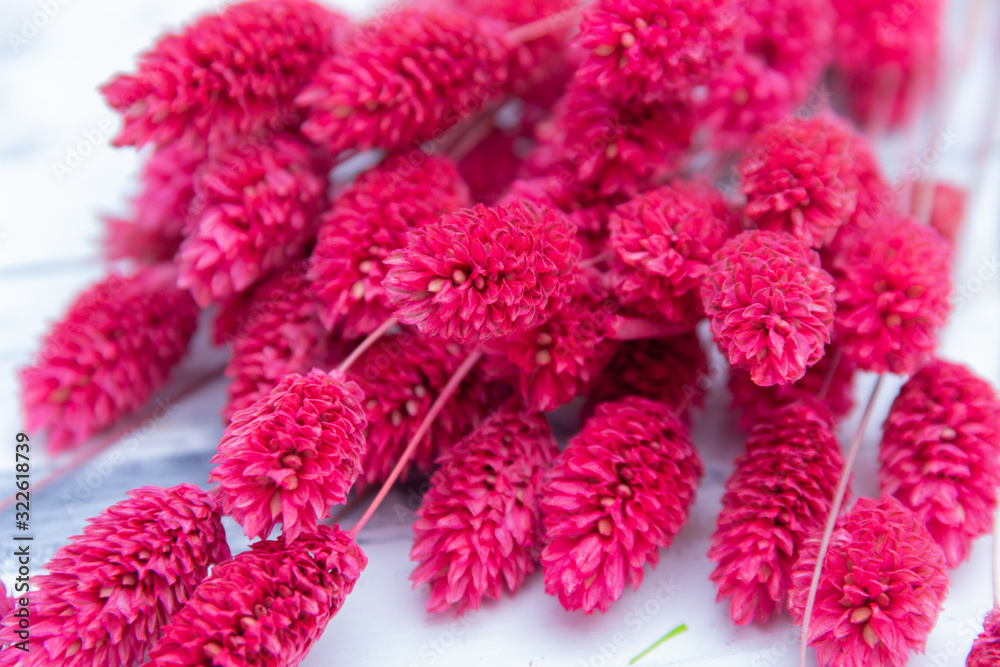 Pink dried flowers on white background. Free copy space. Pink dried flowers on white background. Free copy space.