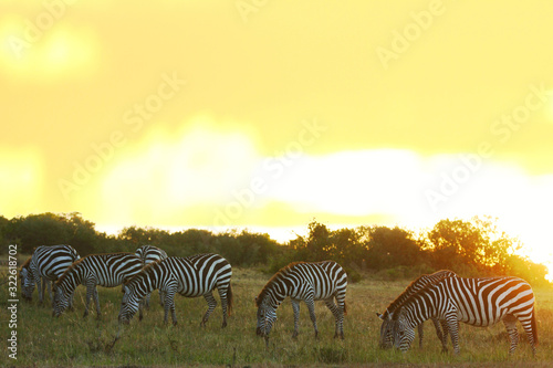 Zebra  zebras in the wilderness of Africa