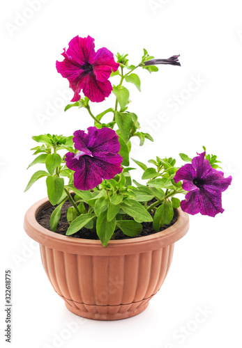 Colorful petunia in the pot.