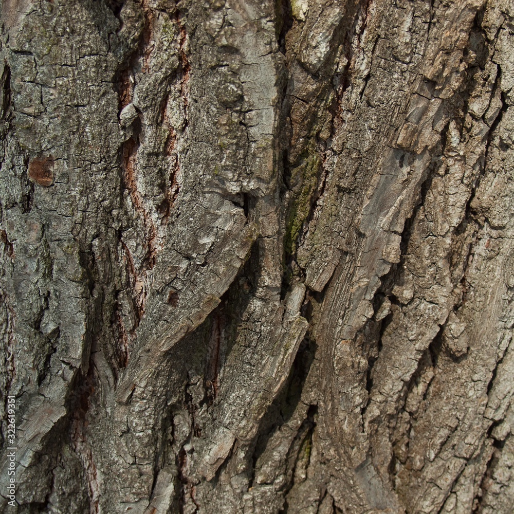 Bark of the century old lime tree Bark of the century old lime tree