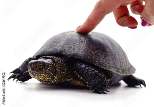 Finger pressing on turtle.