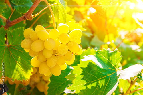 Brush grapes against the background of leaves and bright sun.