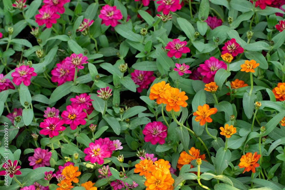  The background Orange and Purple  flowers on green leaves