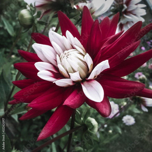 Blooming red and white dahlia