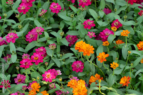  The background Orange and Purple  flowers on green leaves © nontapat