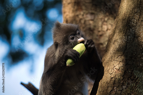 Foto Indochina Brillenlanguren mit Banane