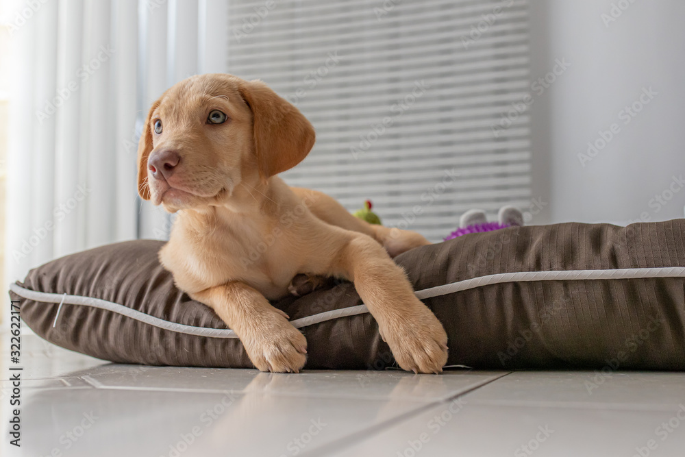Golden Labrador Retriever Puppy Golden Labrador Retriever Puppy