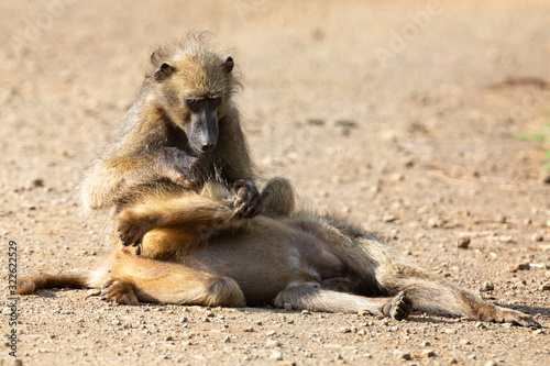 Two baboons relax cleaning each other from insects and fleas © Alta Oosthuizen