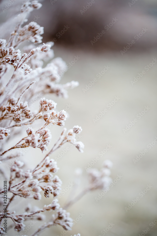 Macro of frost-covered winter bushes Macro of frost-covered winter bushes