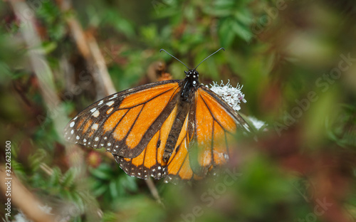 Monarch butterfly on a branch © Omar Molina