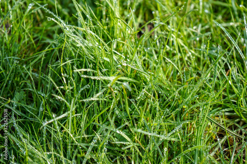 Quadro em tela Close up of dew on green grass