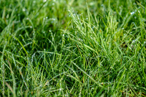 Tableau sur toile Close up of dew on green grass