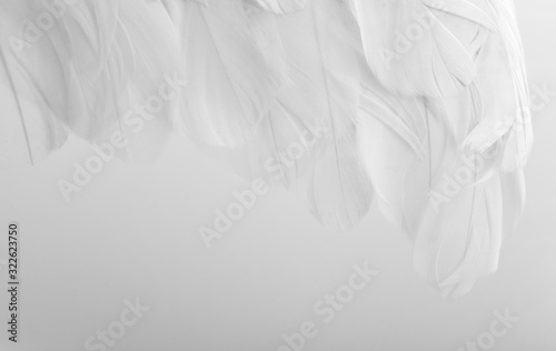 Wings with white feathers on white background