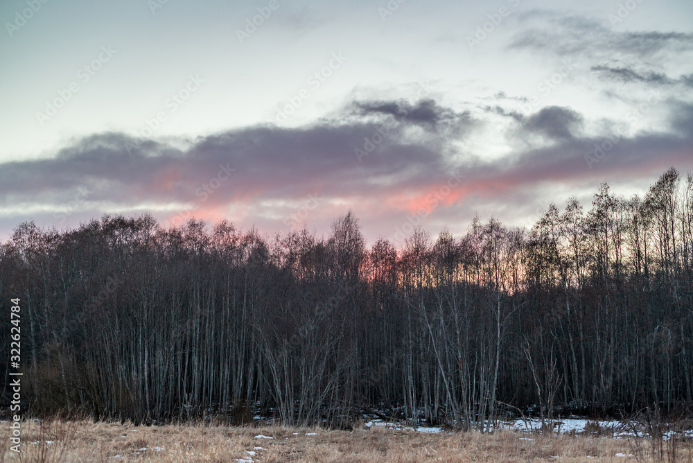 Wild field with remnants of snow and last year's grass warm spring evening with a forest and sunset sky in the background