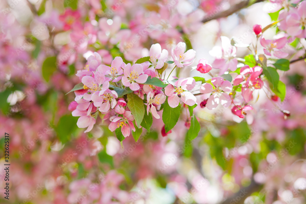 delicate flowers of cherry blossoms in the sun on the blue sky