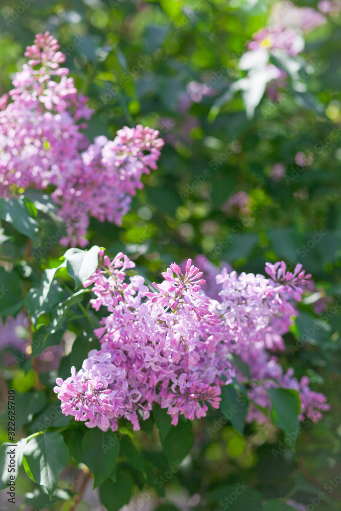delicate flowers of cherry blossoms in the sun on the blue sky delicate flowers of cherry blossoms in the sun on the blue sky
