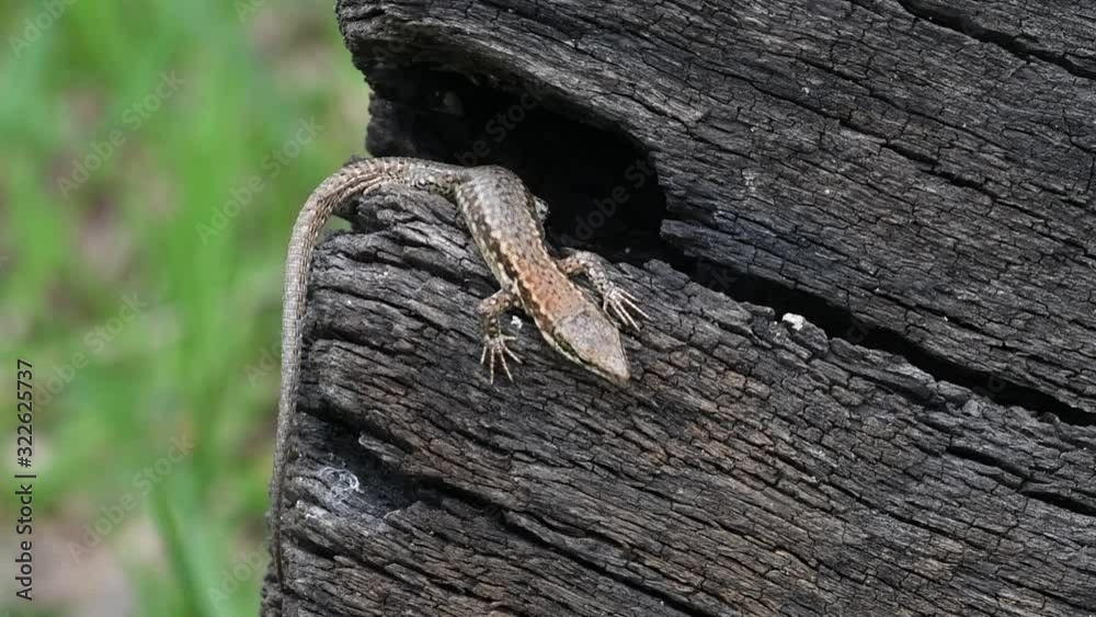 Two common wall lizards (Podarcis muralis / Lacerta muralis) emerging from gaps in scorched tree trunk