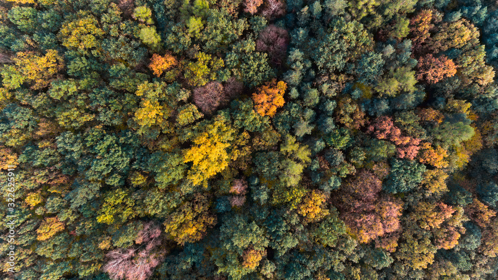 Autumn forest with green and yellow leaves, aerial drone view Autumn forest with green and yellow leaves, aerial drone view