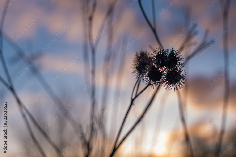 Silhouettes of old withered burdock, colorful, burdock seeds, abstract, sky and clouds, nice bokeh