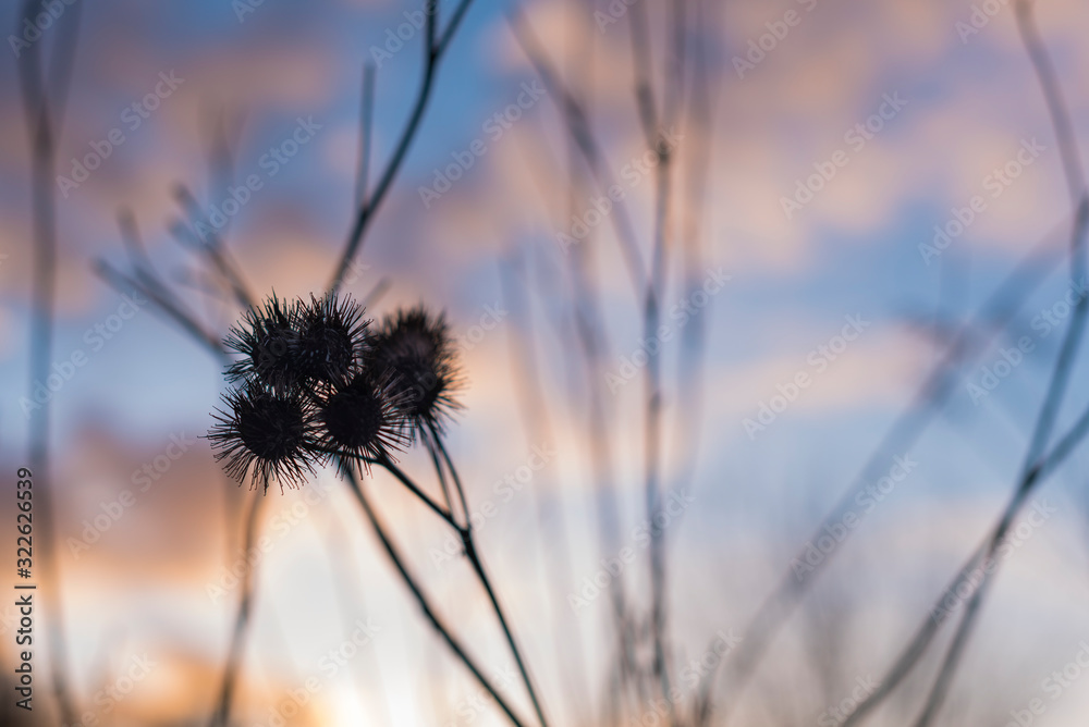 Silhouettes of old withered burdock, colorful, burdock seeds, abstract, sky and clouds, nice bokeh