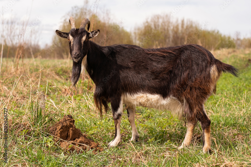 Fototapeta premium Brown goat in a field on a paddock.