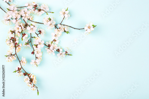 Branches of blossoming apricot flower on blue background with place for text.