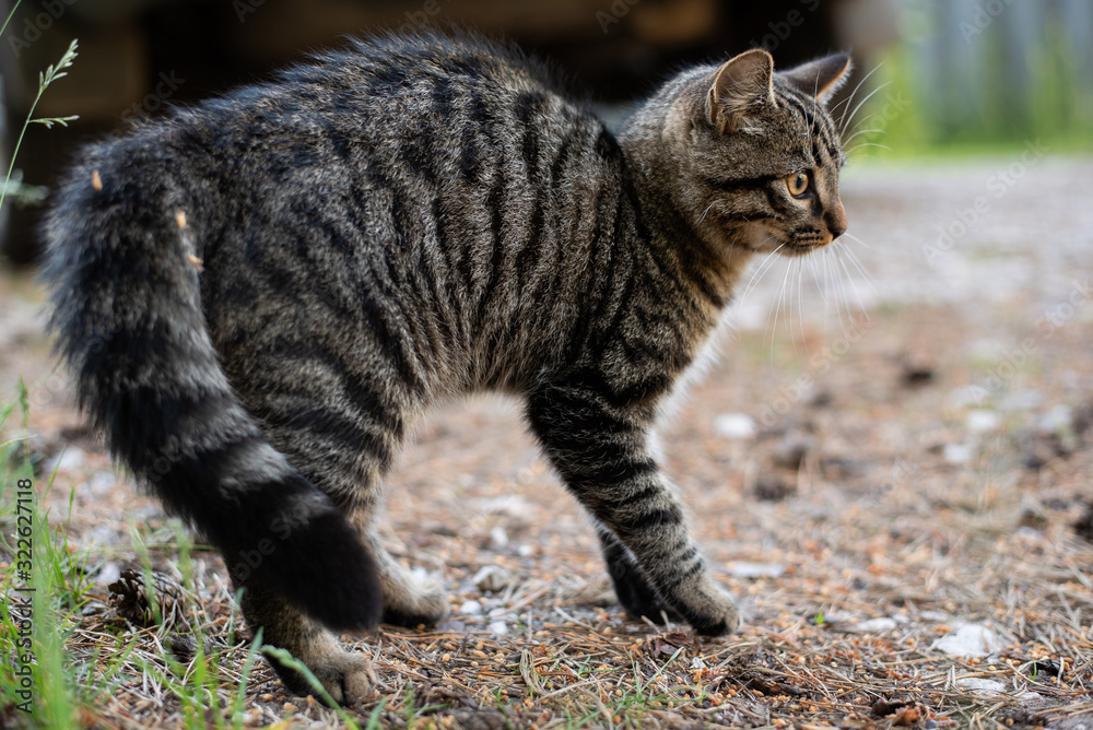 Tabby cat in an aggressive stance, on the street.