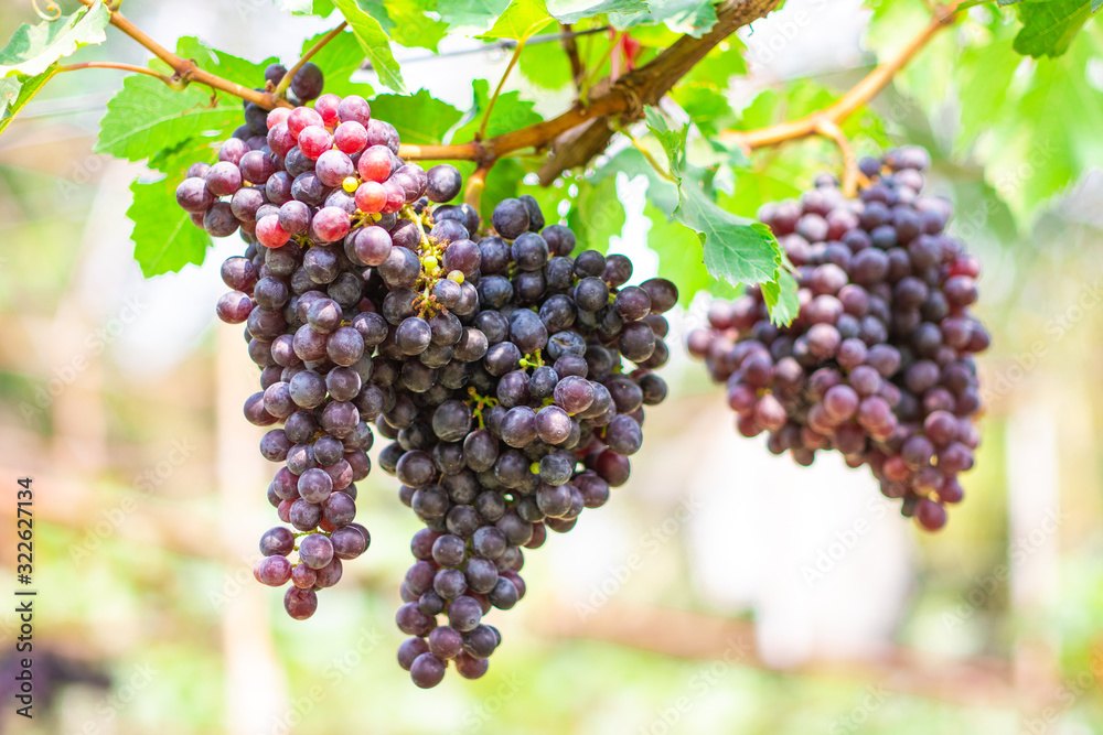 ฺBunches of ripe Black Opal seedless grapes (Vitus Vinifera) of the vineyard in the organic greenhouse farm