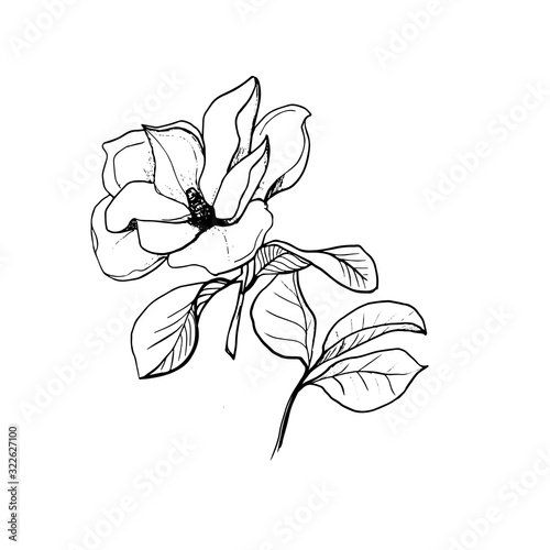 Blossom of Magnolia. Hand draw sketch. Outline Flower and leaves