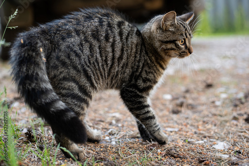 Tabby cat in an aggressive stance  on the street.
