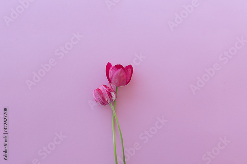 Two red tulips on a pink background.