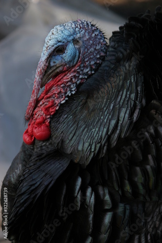 portrait of a turkey male black