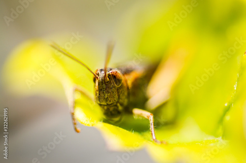 Grasshopper sitting on a leaf, Green background. © Przemyslaw Iciak