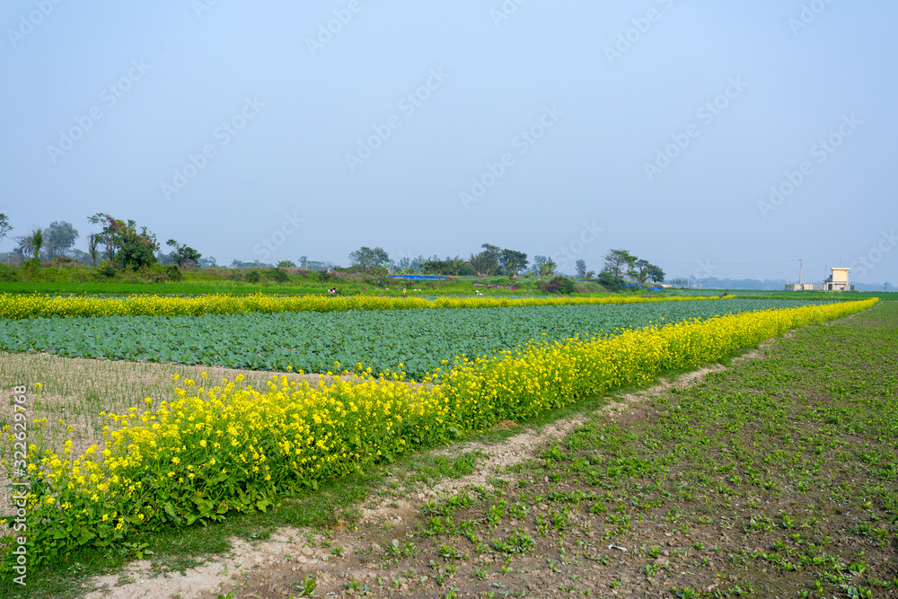 Yellow mustard flower fields with green cabbages fields - beautiful winter landscape.