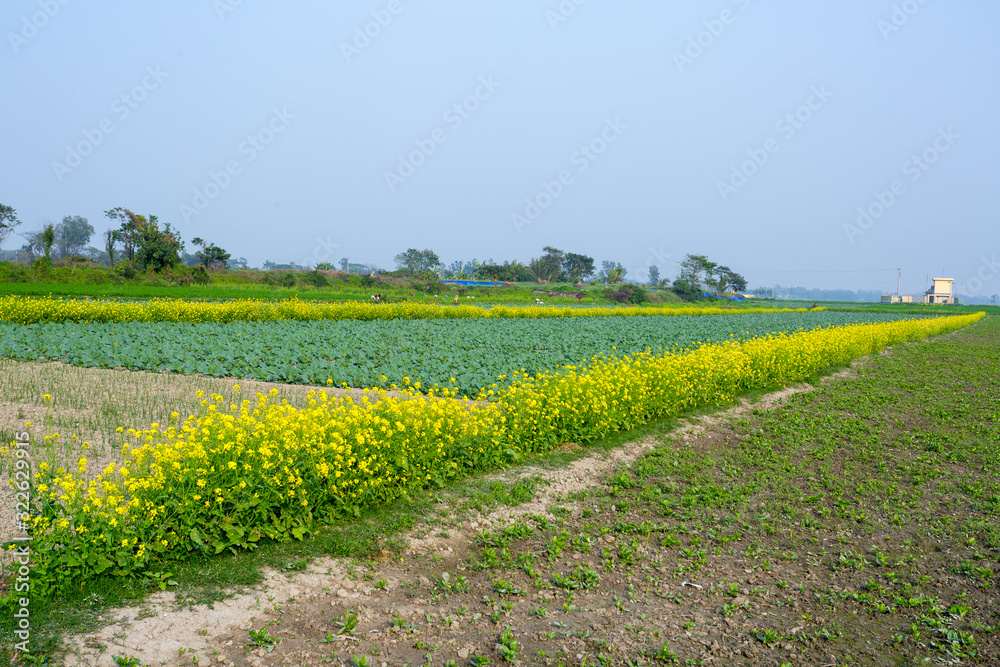 Yellow mustard flower fields with green cabbages fields - beautiful winter landscape.