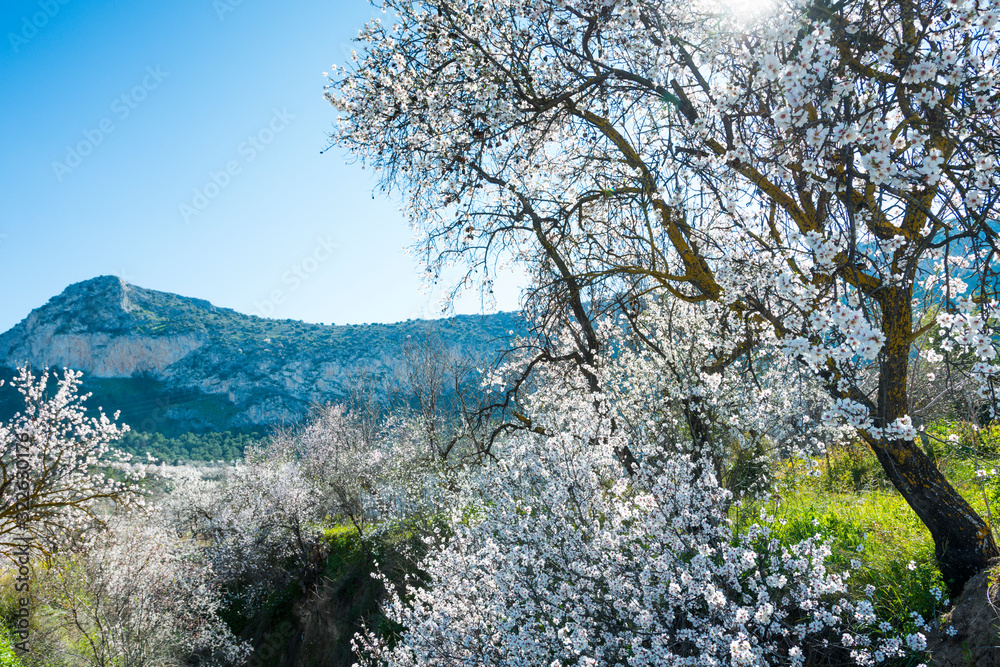 Almond trees landscape in Cuevas Bajas, Malaga, Spain Almond trees landscape in Cuevas Bajas, Malaga, Spain