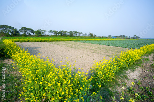 Yellow mustard flower fields with green cabbages fields - beautiful winter landscape. photo