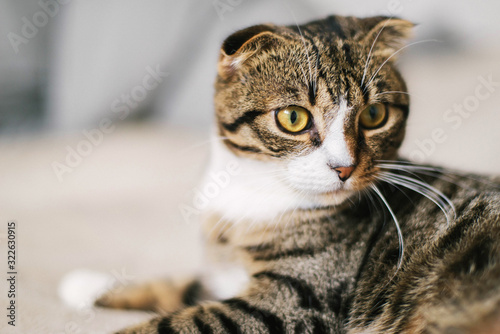 Low angle view of cat looking away