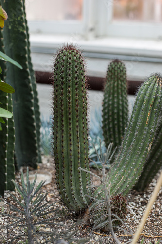 Cactus in a greenhouse
