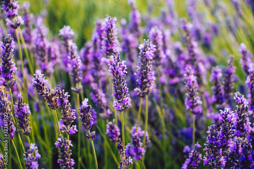 Blooming lavender flowers detail