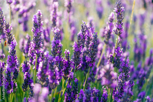 Blooming lavender flowers close up in a sunny day © asife