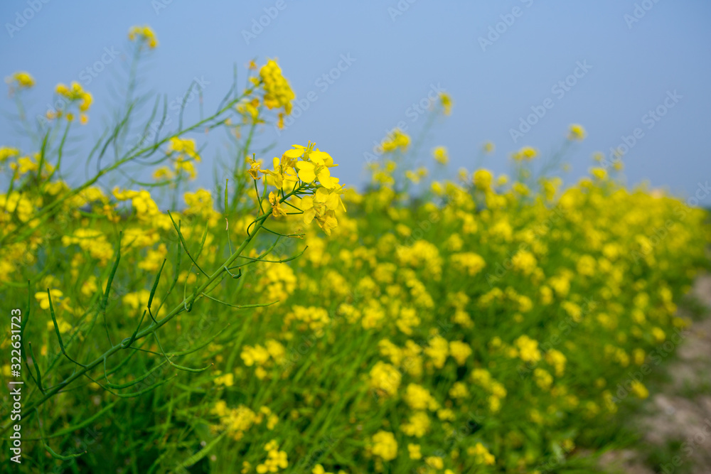 Yellow mustard flower, mustard flower field is fully bloomed. Yellow mustard flower, mustard flower field is fully bloomed.