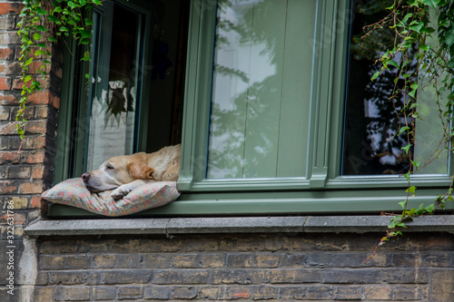 dog sleeping in window in belgium photo