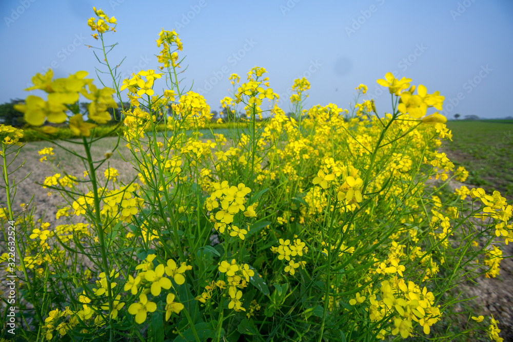 Bangladeshi mustard plants flower fields is full blooming.