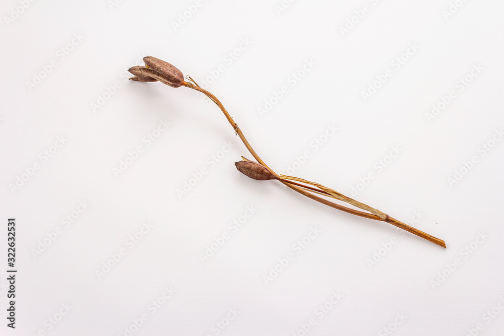 Dry decorative grass isolated on a white background. Great element for a bouquet in floristry. Ornamental plant for attractive flower arrangements Dry decorative grass isolated on a white background. Great element for a bouquet in floristry. Ornamental plant for attractive flower arrangements