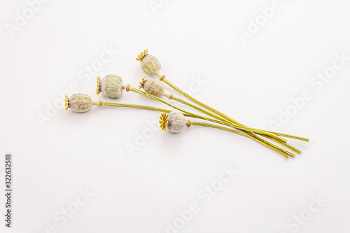 Dried poppy heads bunch isolated on white background