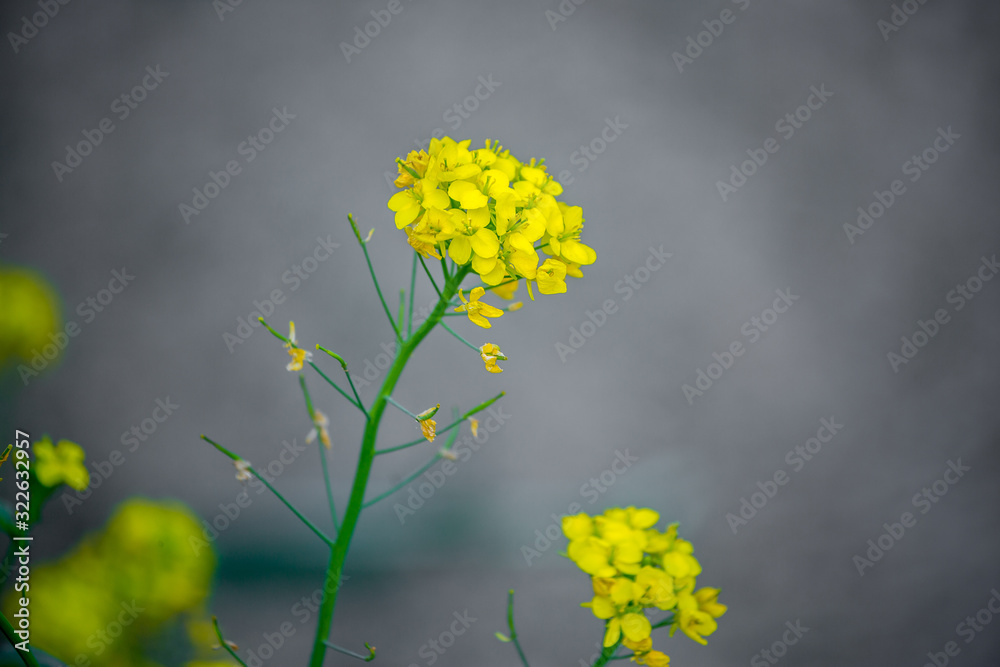 Fototapeta Close up of oilseed mustard flower plant. Yellow flowers. The bee collects honey.