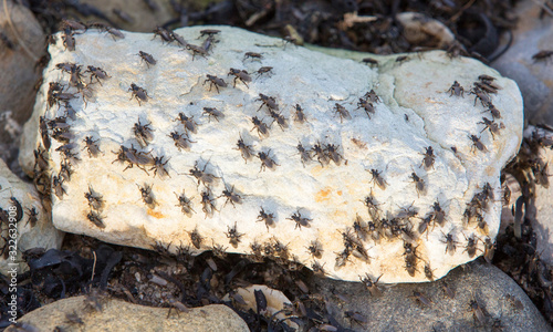 Sea weed flys (Coelopa frigida) that feed on sea weed washed ashore on the strandline, that are migrating away from the weed as the high tide washes over the pile. They are a great food sourc photo