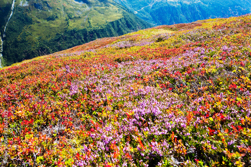 The Mont Blanc range from the Aiguillette des Posettes with Bilberry plants colouring up in late summer. photo