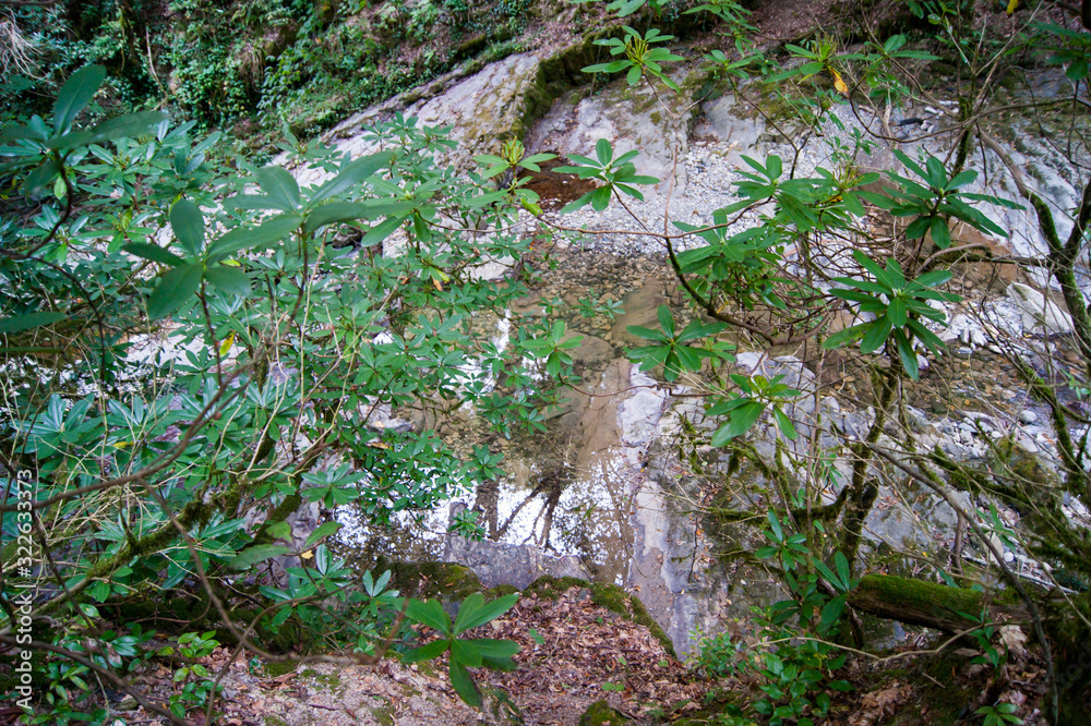 Fototapeta premium horizontal photo - a magical forest. Old trees covered with moss on the banks of a mountain river.